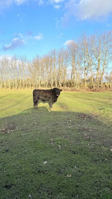 boi angus, 4 anos, com certificado, para criação