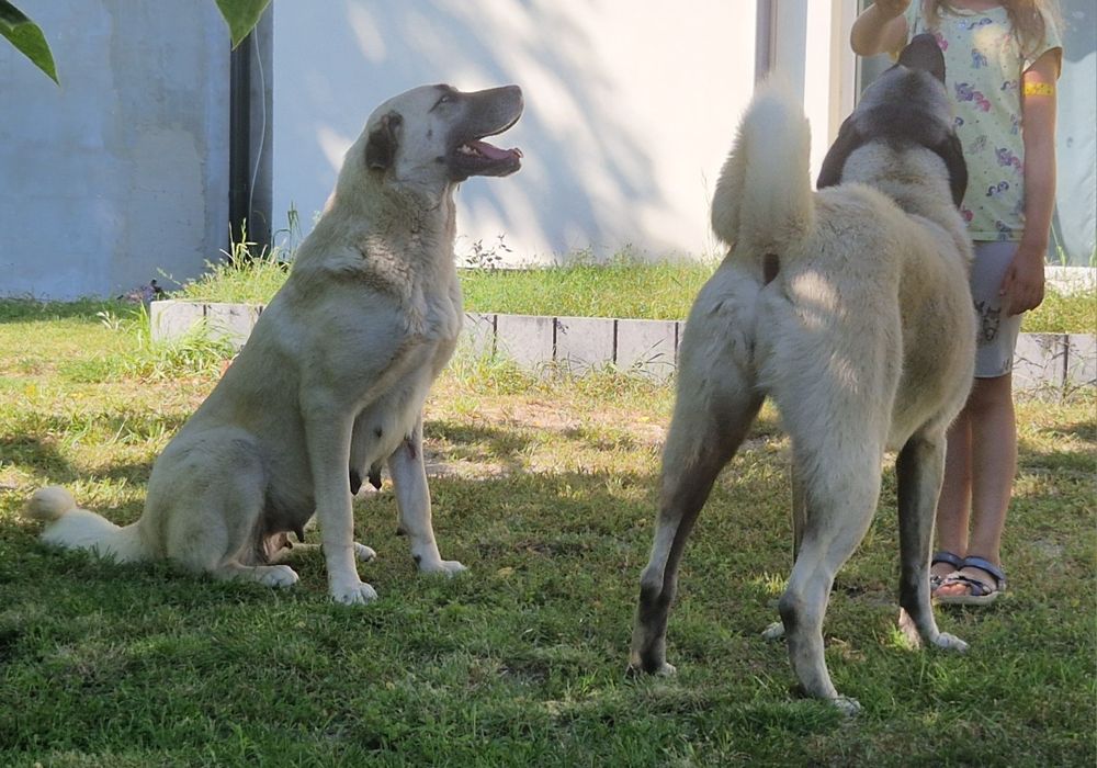 Kangal szczeniak pies masywny i duży