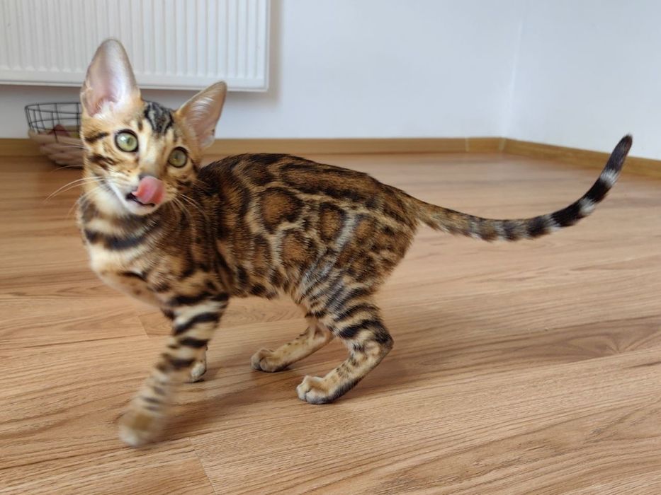 Kotek Bengalski - Rodowód I Piękne