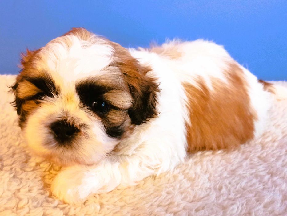 shih tzu piesek biało-złoty