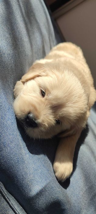 Golden retriever suczka szczenię rodzice HDA, ED0, badania genetyczne