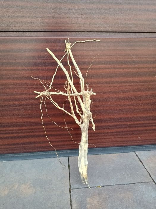 Rozgałęziony, średni naturalny korzeń do akwarium