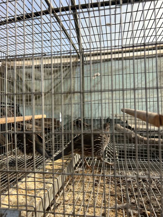 Vendo aves ormamentais