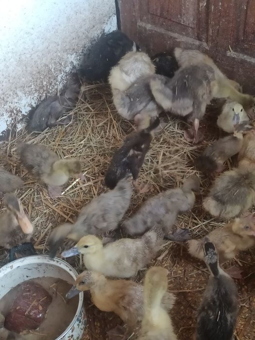 Biegus indyjski kaczęta kaczki