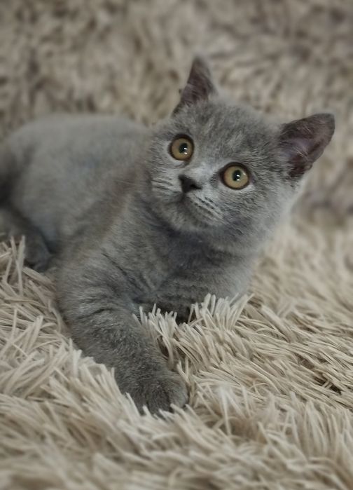 Шотландский скоттиш страйт мальчик