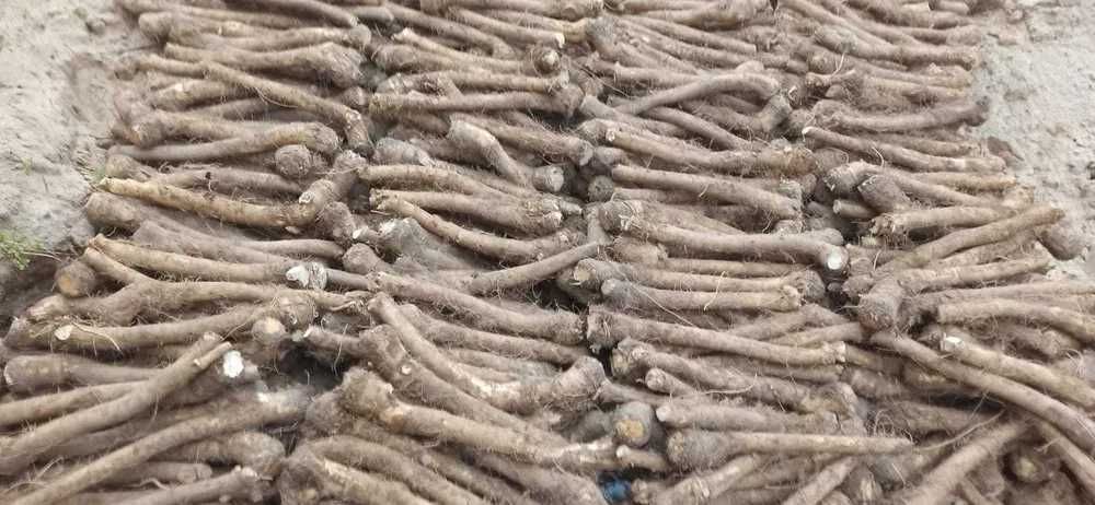 Sprzedam chrzan do tarcia i do ogórka