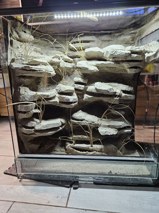 Terrarium pustynne gekon lamparci eublefar