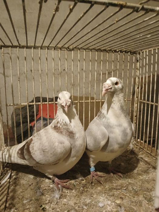 Gołębie staropolskie