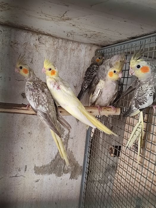 Caturras nascidas em 2024