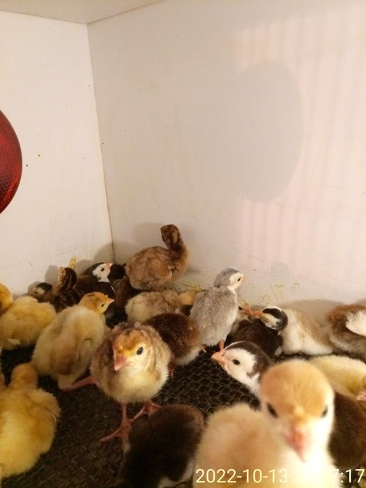 Суточные и подрощеные индюки.В наличии.