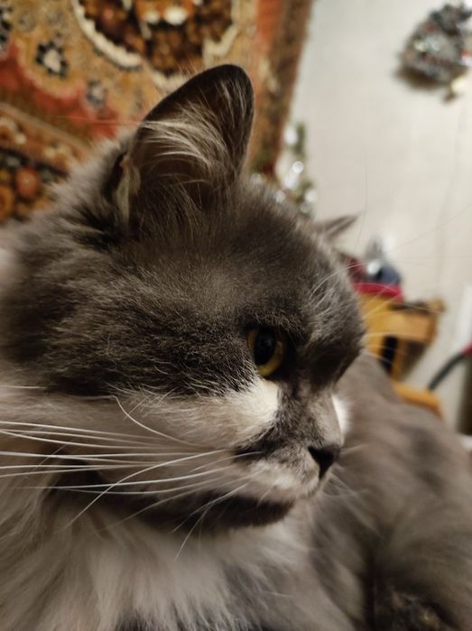 Кіт в добрі руки