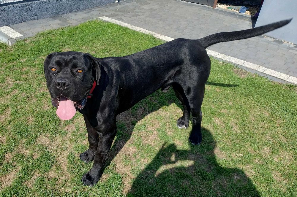Cane Corso piękny pies szuka nowego domu
