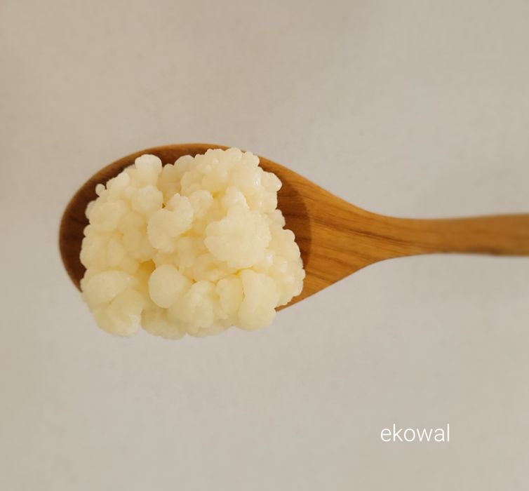 Grzybek tybetański ziarno kefirowe kefir instrukcja starter 2 gr.