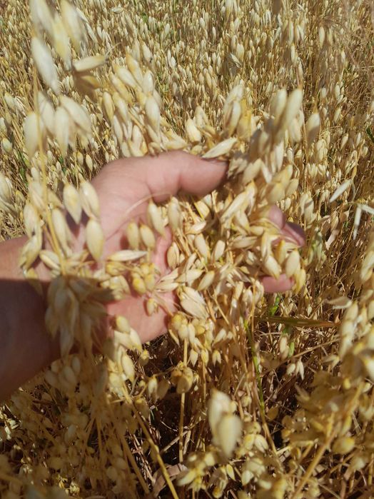 Owies ozimy Snowbird Kws  po centrali gęstość 51,1