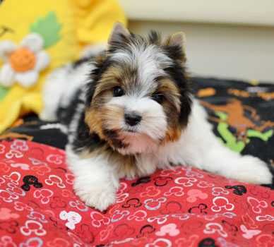 Мини бивер йорки мальчишки, 2 братика. Чудесные сладкие дети.