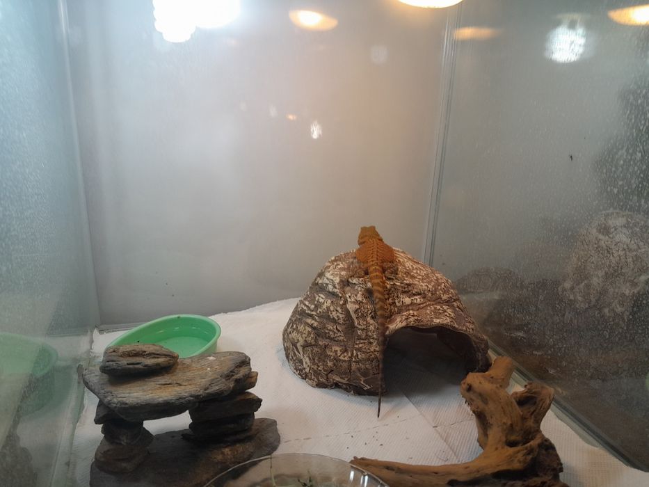 Agama  brodata  8-10 cm cm