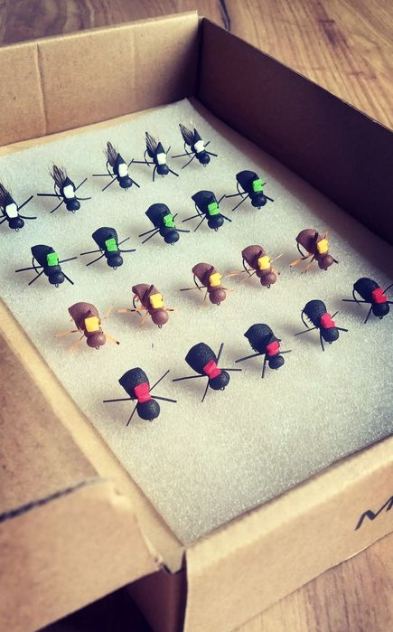 Muchy klen jaz pstrag