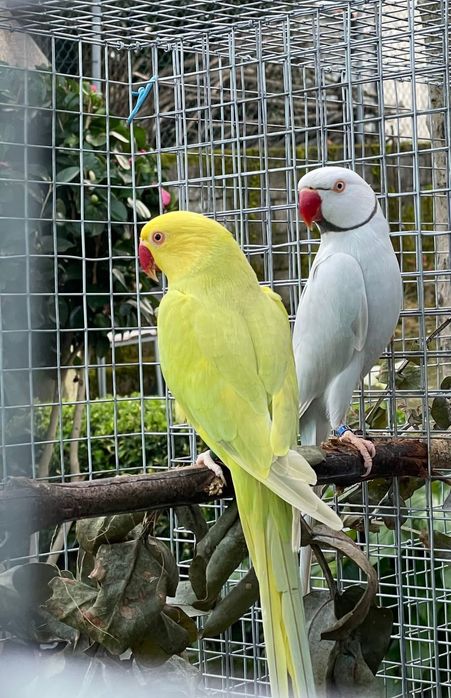 Vendo  ou troco casal de Ring Neck + Gaiola grande de rede galvanizada