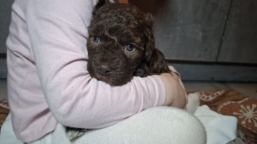 Lagotto Furbetti Coccoloni suczka FCI
