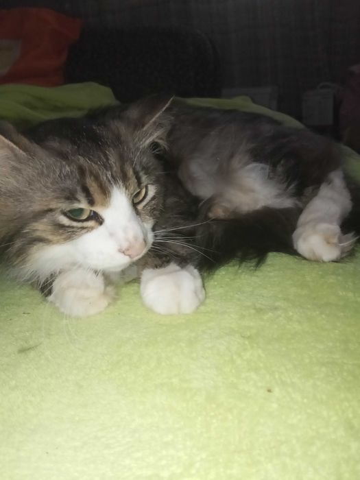 Віддам кота в хороші руки