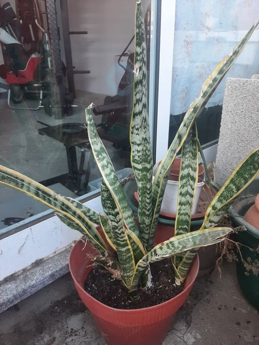 Espada de São jorge