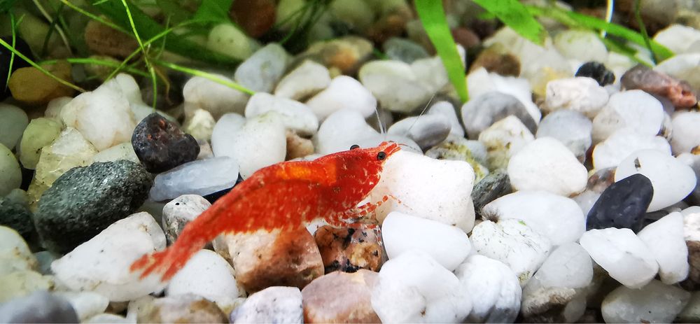 Krewetki red scherry.
