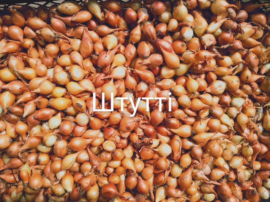 Озима цибуля саджанка, лук севок, сіянка, димка Радар, Штутгарт, Сноуб