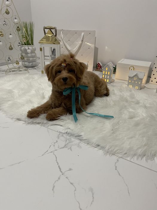 Помапу  краса, ніжність і любов в одному