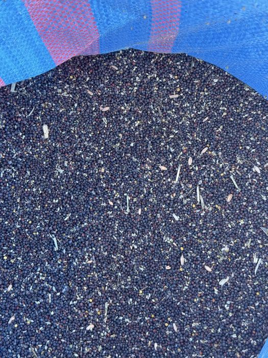 Sprzedam rzepak ok 800 kg workowany po 25 kg