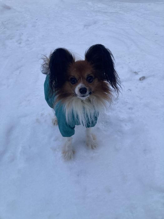 Вʼязка,  пес, собака, кабель - Папійон / Папільон