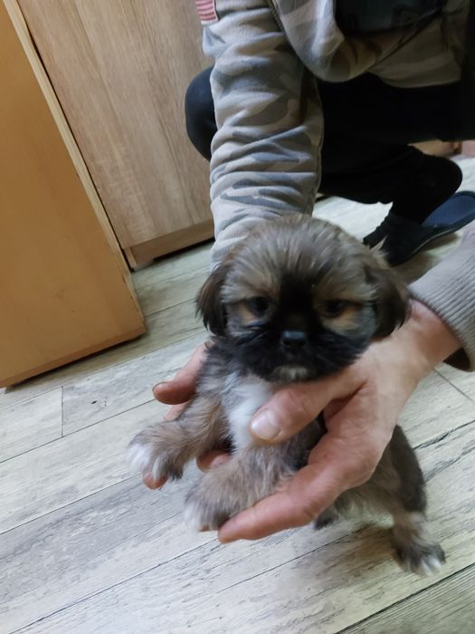 Piesek shitzu  szczeniaczek