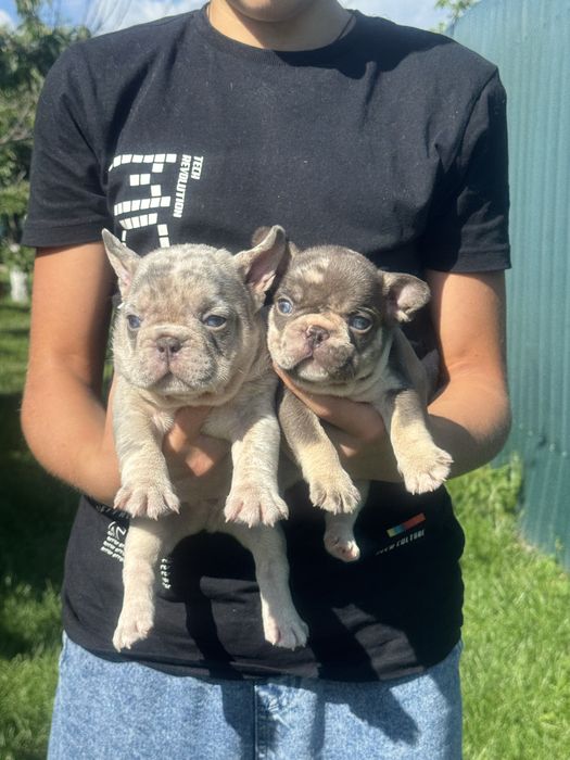 Блакитноокі ексклюзивні хлопчики міні та стандарт