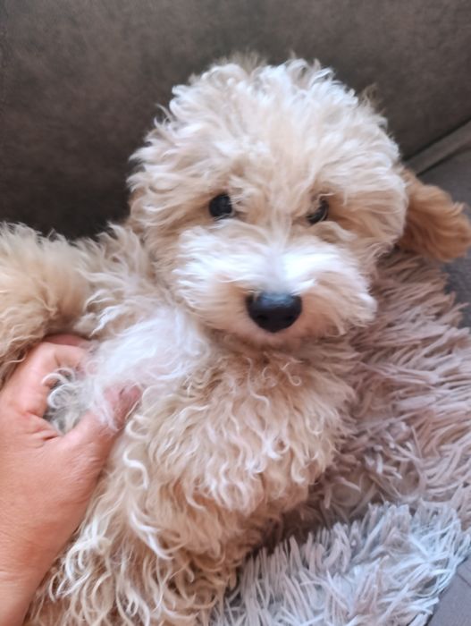 Uroczy piesek maltipoo