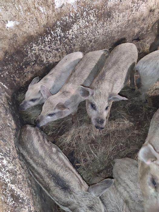 Продам поросят мангалиці