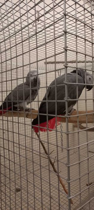 Casal de papagaios psittacus erithacus