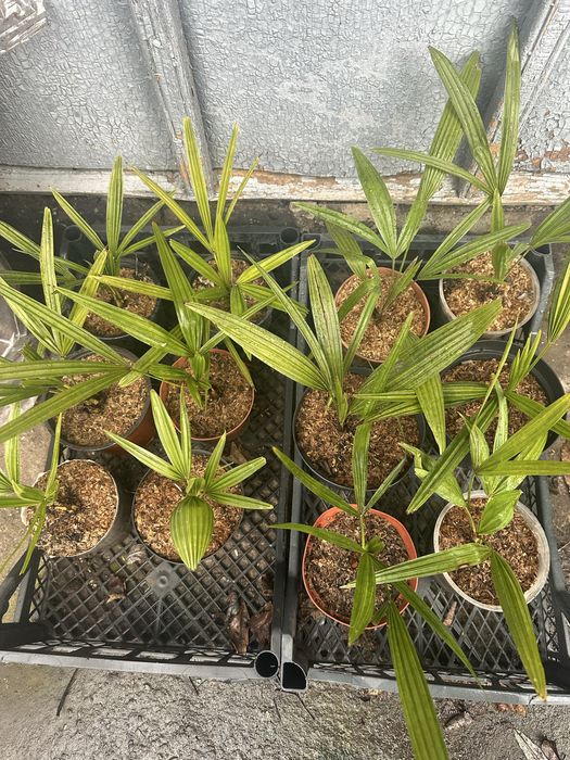 Пальма Трахикарпус