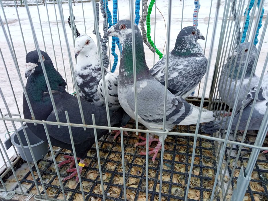 Sprzedam gołębie obrączkowane.