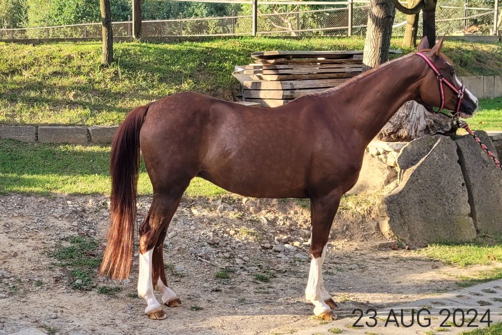 Wybitna klacz arabska (kuc) | Na MATKĘ