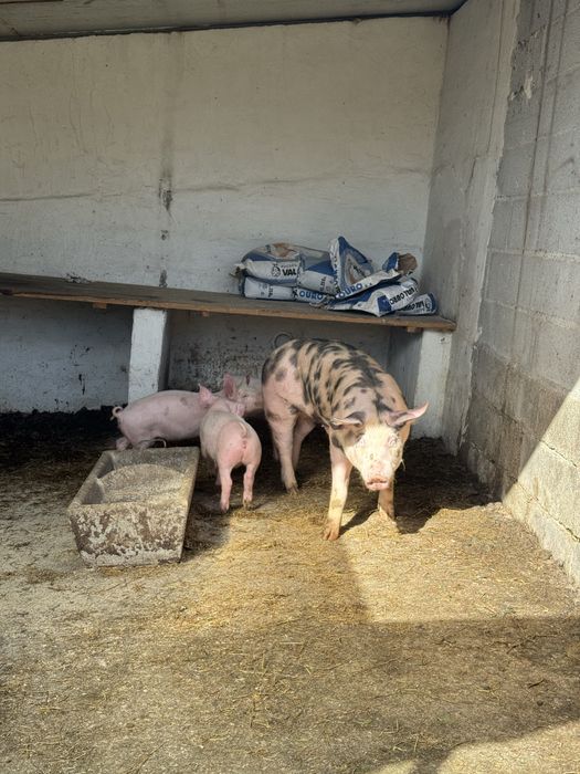 Porco pietrain com 80 kg