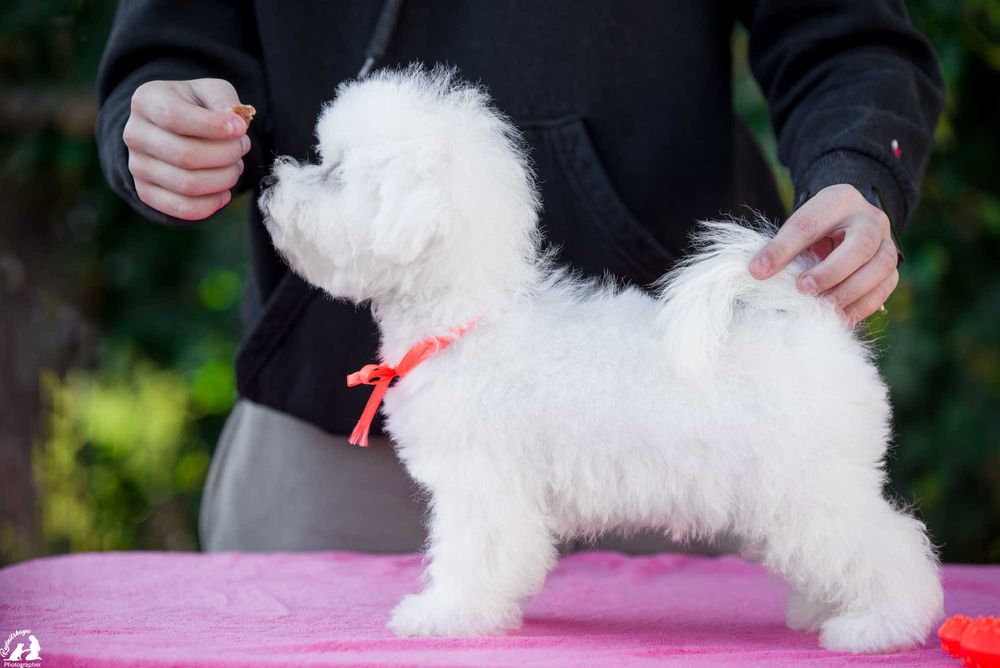 девочка бишона белое облачко