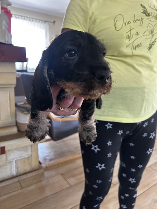 Jamnik szorstkowlosy standard