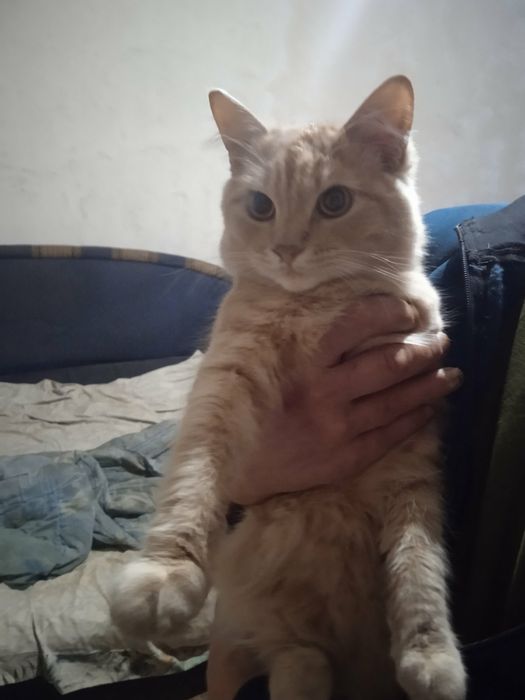 Отдам даром котика