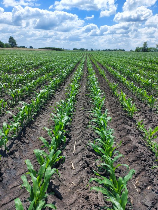 Kukurydza naturalnie suszona bdb kiełkowanie WYSYŁKA