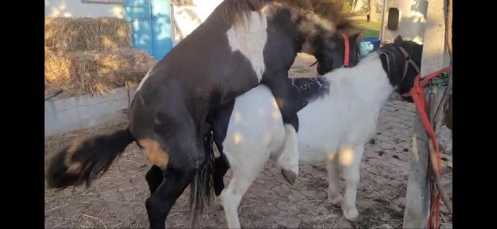 Ponei macho inteiro - cobrir