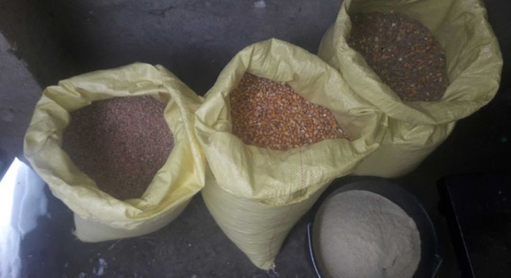 Gołębie pocztowe nasiona zboże kukurydza Pszenica jęczmień