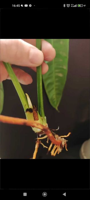 Philodendron Patriciae