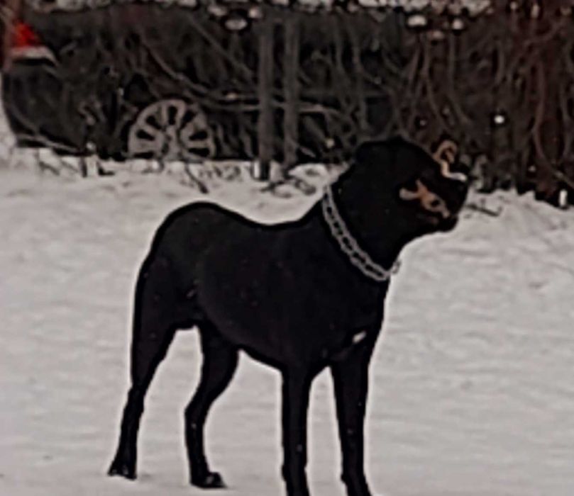 Мальчик Кане корсо готов к вязке