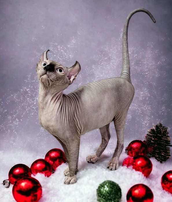 Elf хлопчик голубоокий