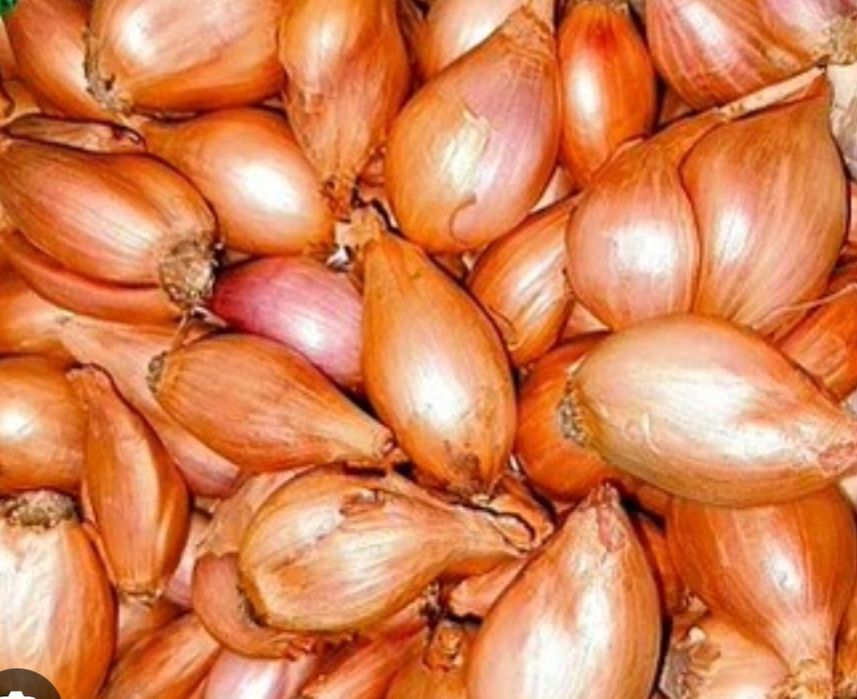 Продам цибулю- кущівку.