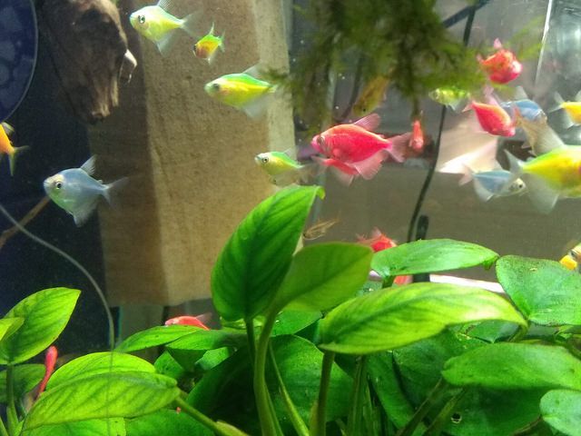 Тернеція LED всі кольори